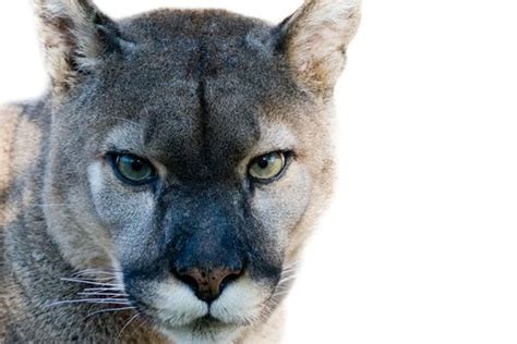 Cougar Killing Wildlife Official Loses Post