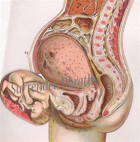 The stomach serves as a temporary receptacle for the storage and mechanical distribution of food before it is passed into the intestine. Fold-Out Anatomy Woman Chart 1918 (Detail) | SurrendrDorothy | Flickr