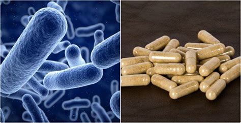 How To Choose The Best Probiotic Supplement To Fix Every Condition