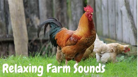 Relaxing Farm Animal Sounds With Music Youtube