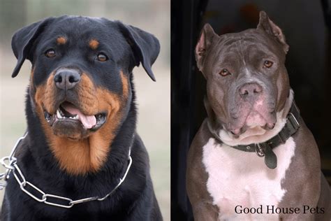 Rottweiler Pitbull Mix Everything You Need To Learn Here