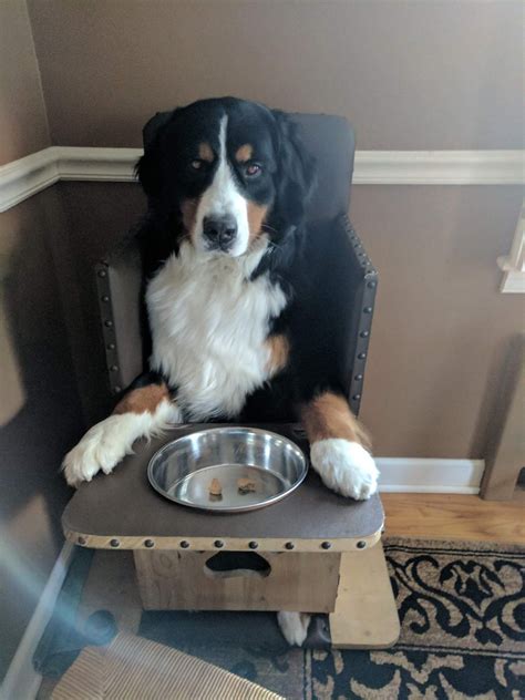 Maybe you would like to learn more about one of these? Canine Megaesophagus Info | Your One-Stop Source for ME ...