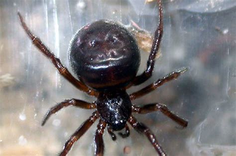 John Niven False Widow Spiders Are Less Of A Threat To Britain Than