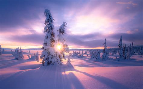 Schnee Winter Bäume Sonnenstrahlen 1920x1200 Hd Hintergrundbilder