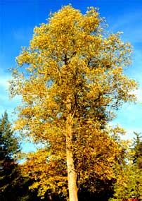 You'll have the brightest tree in the neighborhood. Tulip Poplar Seeds - Boutte Tree