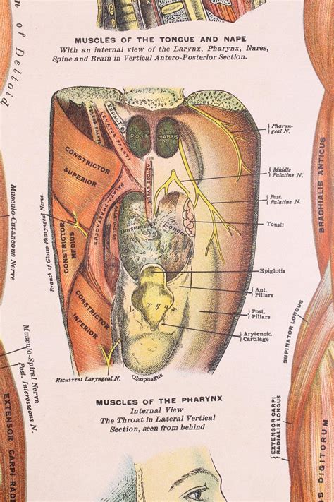 Antique Chart Of The Muscular System By Gustave H Michel For Sale At
