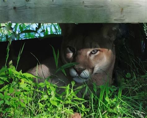 Cougar Captured In Southern Ontario Ontario News Toronto Sun