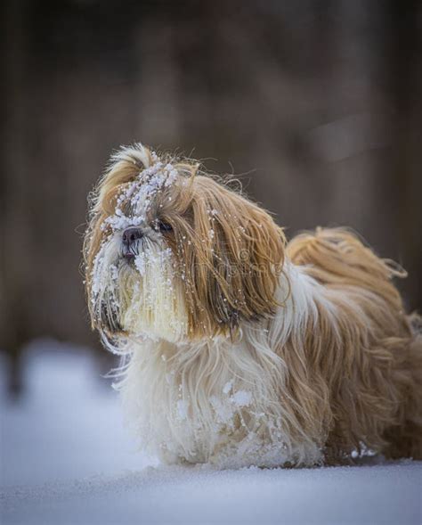 Shih Tzu Dog Stands On The Fluffy Snow In The Winter In The Forest