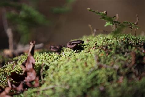 🌸 April Newsletter: Embracing Renewal and Connection - Taino Woods