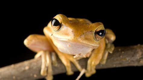 Amphibian Pictures And Facts National Geographic