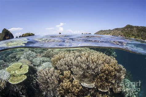 A Beautiful Coral Reef In Raja Ampat Photograph By Ethan Daniels Pixels