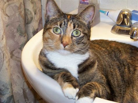 It's every cat owners nightmare. 13 Tips on How to Find a Lost Cat - Catster
