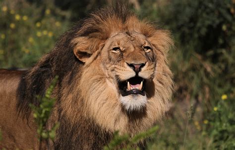 Kostenlose nutzung keine zuteilung erforderlich riesige bildauswahl. Afrikanischer Löwe - Tier-fotos.eu