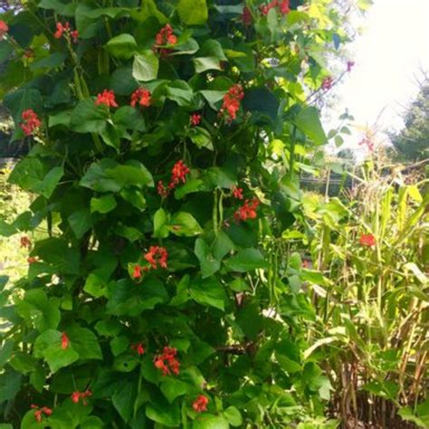 Unwins Organic Runner Bean Scarlet Emperor Approx 30 Seeds Plants