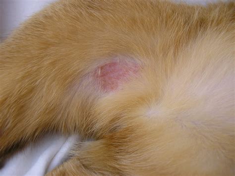 The cat is usually very itchy and what causes miliary dermatitis? Four Abyssinian Cats: Itchy Scratchy