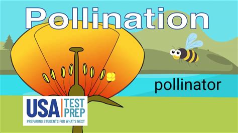 Pollination Youtube