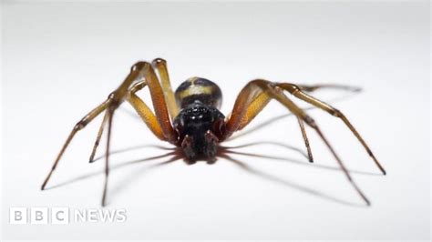 False Widow Spiders Infestation Closes Two Tower Hamlets Primary