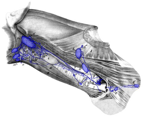 Figure 16 Medial Retropharyngeal Lymph Nodes And Cervical Lymph Nodes