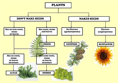 Origin of the nice classification. Classifications of flowering and non flowering plants