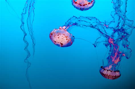 Free Images Jellyfish Cnidaria Water Marine Invertebrates Marine