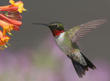 This plant is also known as a trumpet vine because of the shape of the flowers it produces. Hummingbirds - Garden Bite