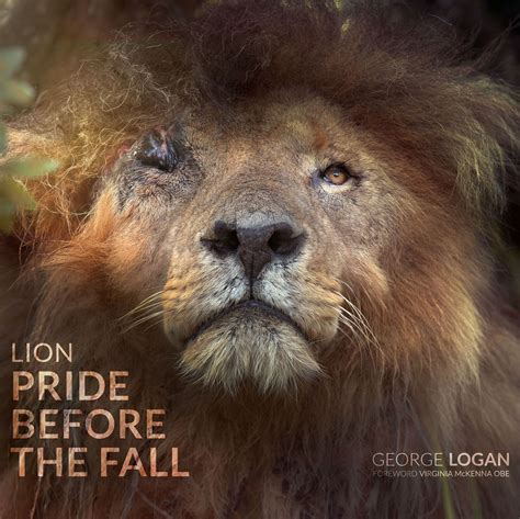 Lion Conservation You Can Help Save The Lions