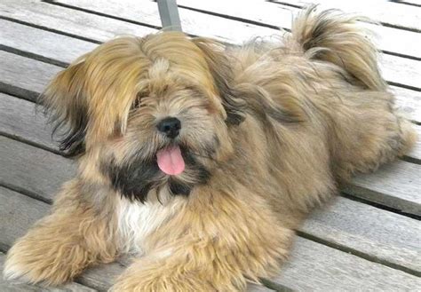 Lhasa Apso Price In India Lhasa Apso Puppies For Sale In India