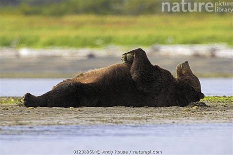 Stock Photo Of Grizzly Bear Ursus Arctos Horribilis Lying On Its Back