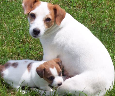 Jack Russell Terrier Pictures Information Temperament