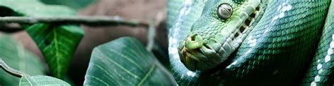 Cultivate plants that deter snakes naturally. Best Plants that Naturally Repel Snakes | Updated for 2020 ...