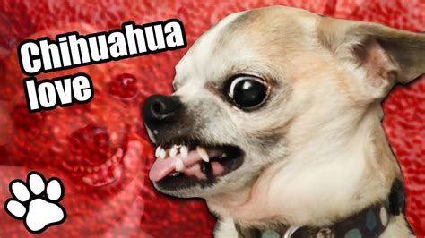 Angry Chihuahua Meme Good Mornin And Hey Yall Via Giphy 