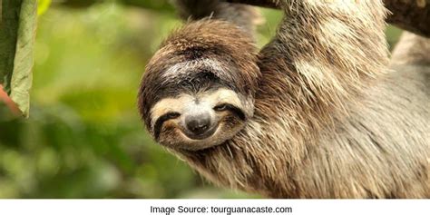Cute Sloth Hanging From Tree Sloth Sanctuary Sloth Of The Day