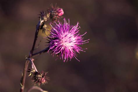 Free Picture Thistle Nature Flower Vegetable Herb Wildflower