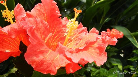 Below you will find our routes for sale listing directory. San Diego | Flowers, Plants, Photography