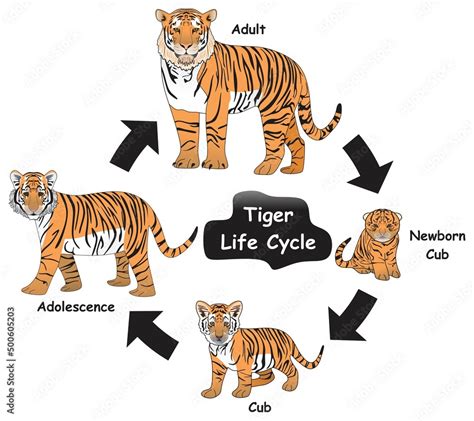 Life Cycle Tiger Facts Hot Sex Picture