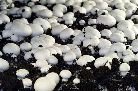 Mushroom Cultivation Stock Image B2501852 Science Photo Library