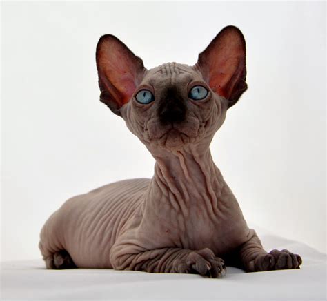 Sphynx Kittens Sphynx Cats Indigo Sphynx Kittens Canadian Sphynx