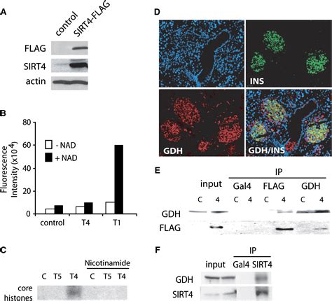 Haz clic aquí para obtener una respuesta a tu pregunta how do you convert calories into grams? SIRT4 Inhibits Glutamate Dehydrogenase and Opposes the ...