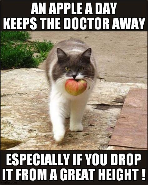 Cats Healthy Living Tip Imgflip
