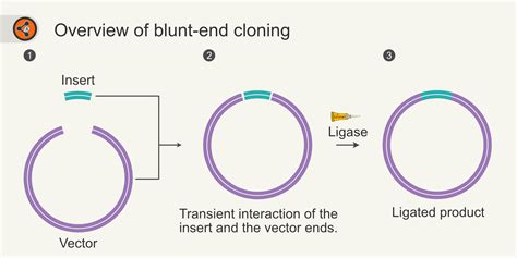 Blunt End Cloning Ultimate Guide Sharebiology