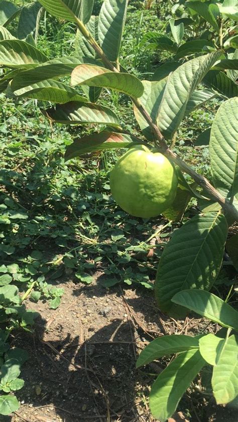 Taiwan Pink Guava Plant At Rs 80piece Vallalar Nagar Ranipet Id