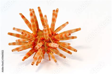 Spiny Orange Sea Urchin Stock Photo Adobe Stock