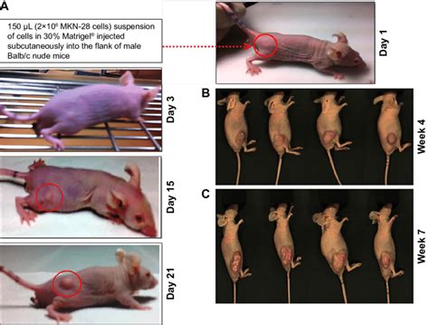 Development Of Gastric Cancer Xenografts In Balb C Nude Mice Notes