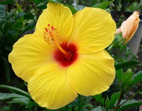 See more ideas about yellow hibiscus, hibiscus, metaphysical store. Yellow Hibiscus flower | Flowers and Plants | Pinterest