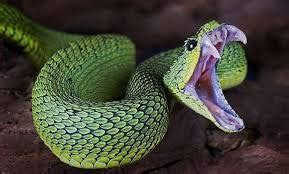 They were previously known as bucks vipers. Shorten and his nest of union vipers - News