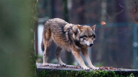 Carnivore Comeback Bears And Wolves Are Thriving In Europe