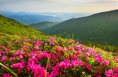 Blooming Wild Pink Flowers And Rising Sun In Highland Stock Image
