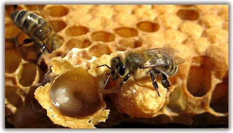 Royal Jelly Milk Of Bees