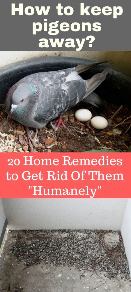 Pigeons can be entertaining to watch, but their droppings can cause damage to buildings and spread diseases to people and other animals. 20 Home Remedies to Get Rid of Pigeons Naturally and ...