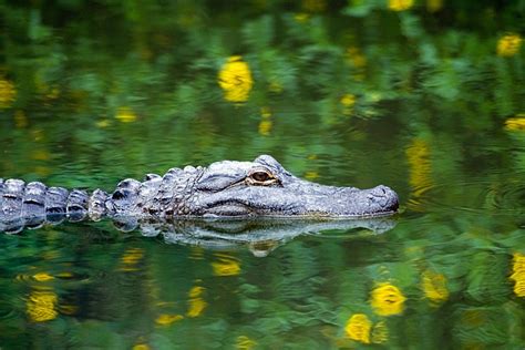Alligator Everglades Airboat Rides Miami